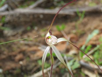 341_caladenia_incensum_w_img_8789.jpg