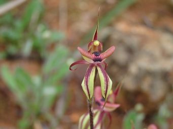 341_caladenia_incrassata_img_2425.jpg