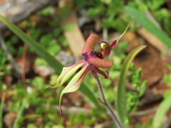 341_caladenia_incrassata_img_2464c.jpg