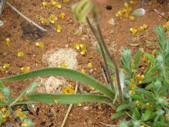 341_caladenia_incrassata_leaf_img_2449c.jpg