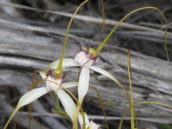 341_caladenia_longicauda_subspecies_albella_wh_img_2712.jpg