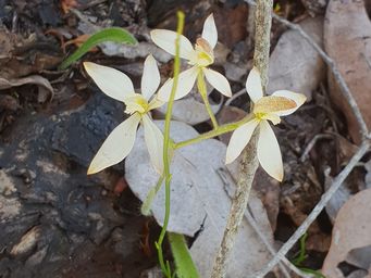 341_caladenia_marginata_094248cc.jpg