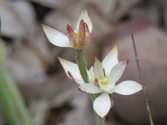 341_caladenia_marginata_img_2531c.jpg