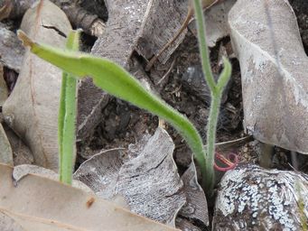 341_caladenia_marginata_leaf_img_2532cc.jpg