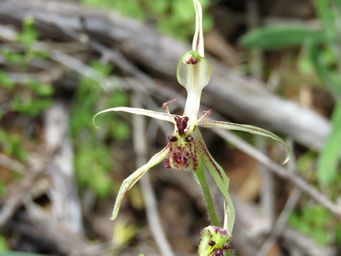 341_caladenia_mesocera_img_2467a.jpg