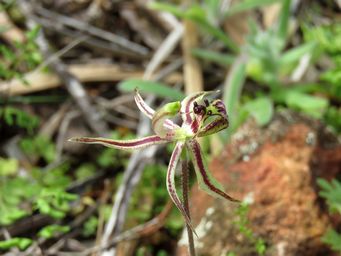 341_caladenia_mesocera_img_2468a.jpg