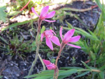 341_caladenia_nana_ssp_unita_img_6098ca.jpg