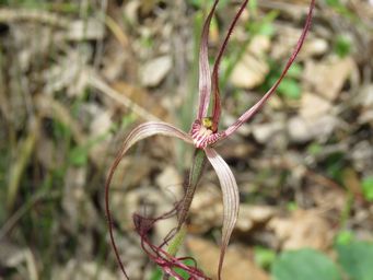 341_caladenia_perangusta_bb_img_3899c.jpg