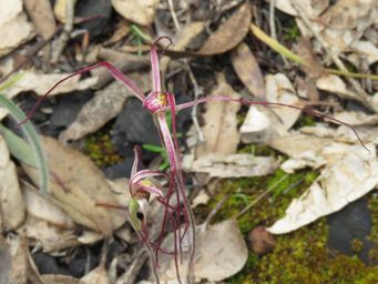 341_caladenia_perangusta_img_3875c.jpg