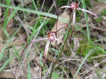 341_caladenia_perangusta_img_3881.jpg