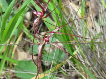 341_caladenia_perangusta_img_3886c.jpg