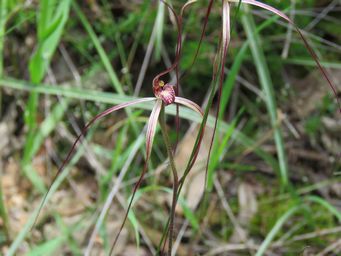 341_caladenia_perangusta_img_3893a.jpg