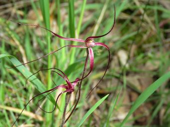 341_caladenia_perangusta_red_bb_img_3894ca.jpg