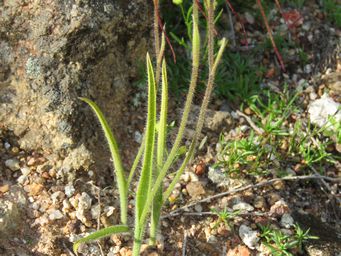 341_caladenia_petrensis_foliage_caron_dam_img_2196.jpg