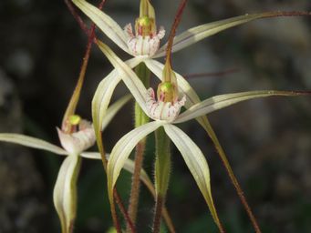 341_caladenia_petrensis_or_maybe_hybrid_with_varians_caron_dam_img_2200a.jpg