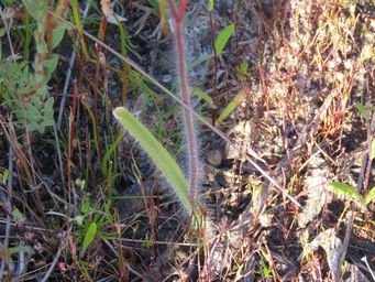 341_caladenia_radiata_foliage_img_9279.jpg