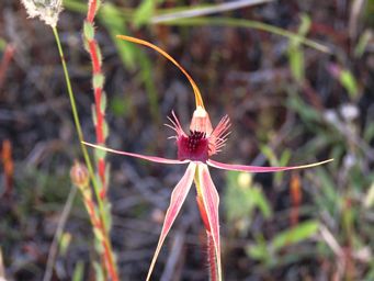 341_caladenia_radiata_img_9278a2_1024.jpg