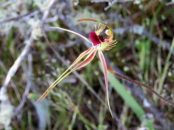 341_caladenia_radiata_img_9304ac.jpg