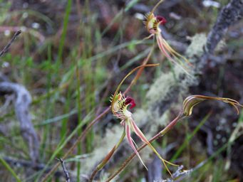 341_caladenia_radiata_img_9305a.jpg