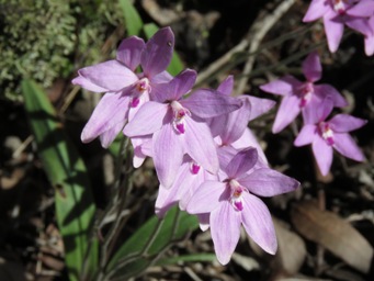 341_caladenia_reptans_img_3252.jpg