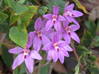 341_caladenia_reptans_img_9232c.jpg