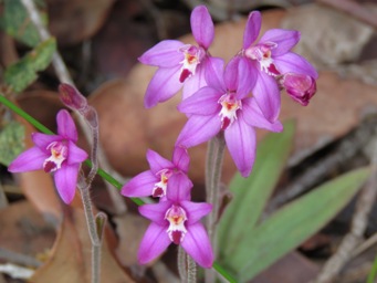 341_caladenia_reptans_img_9234c.jpg