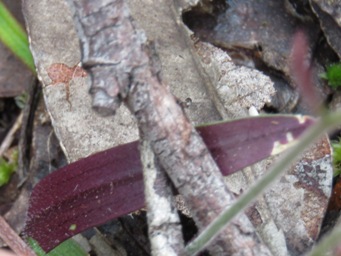 341_caladenia_reptans_leaf_img_3620c.jpg