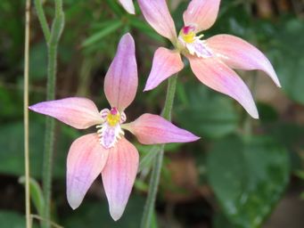 341_caladenia_reptans_x_flava_img_5553c.jpg