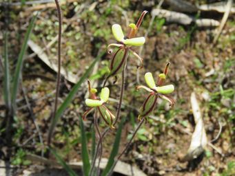 341_caladenia_roei_img_9714c.jpg