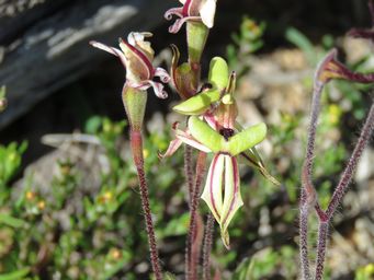 341_caladenia_roei_img_9728.jpg