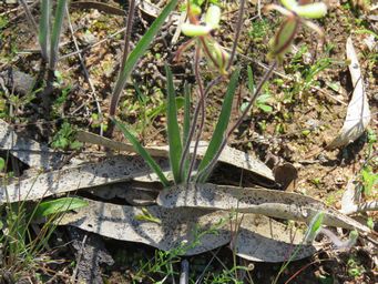 341_caladenia_roei_leaf_img_9715.jpg