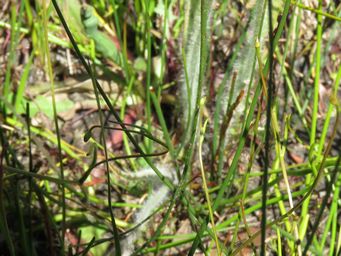 341_caladenia_serotina_foliage_img_6005c.jpg