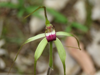 341_caladenia_uliginosa_img_1906c.jpg