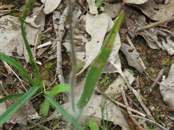 341_caladenia_uliginosa_subsp_uliginosa_leaf_img_1905.jpg