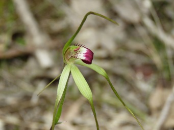 341_caladenia_ulignosa_img_1911c.jpg