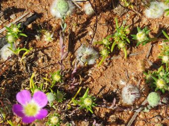 341_calandrinia_eremaea_with_angianthus_milnei_img_1510c.jpg