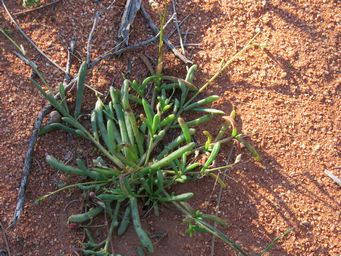 341_calandrinia_foliage_unknown_species_img_1553.jpg