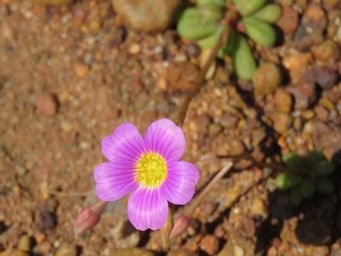 341_calandrinia_img_1476c.jpg