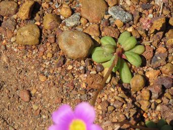 341_calandrinia_img_1478c.jpg