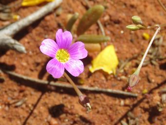 341_calandrinia_possibly_eremaea_img_1755cc.jpg