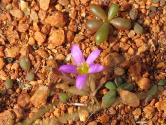 341_calandrinia_ptychosperma_img_1298c.jpg