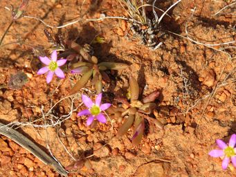 341_calandrinia_ptychosperma_img_1312c.jpg