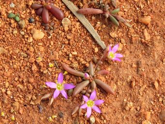 341_calandrinia_ptychosperma_img_1336c.jpg