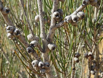 341_calothamnus_gilesii_seed_pods_img_0007c.jpg