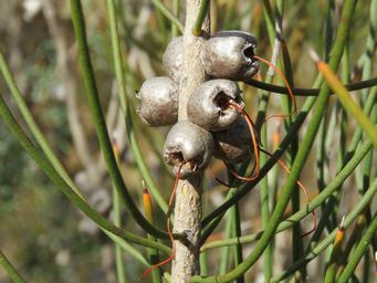 341_calothamnus_gilesii_seed_pods_img_0010c.jpg