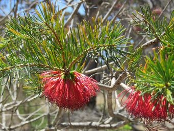 341_calothamnus_quadrifidus_img_9084c.jpg