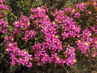 341_calytrix_brevifolia_maybe_kalbarri_img_4040c.jpg