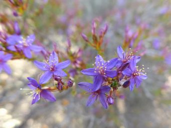 341_calytrix_leschenaultii__dscf8198c.jpg