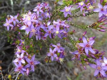 341_calytrix_leschenaultii_dscf8173c.jpg