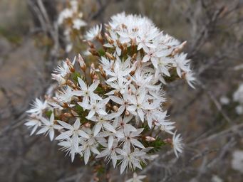 341_calytrix_tetragona_dscf8160c.jpg